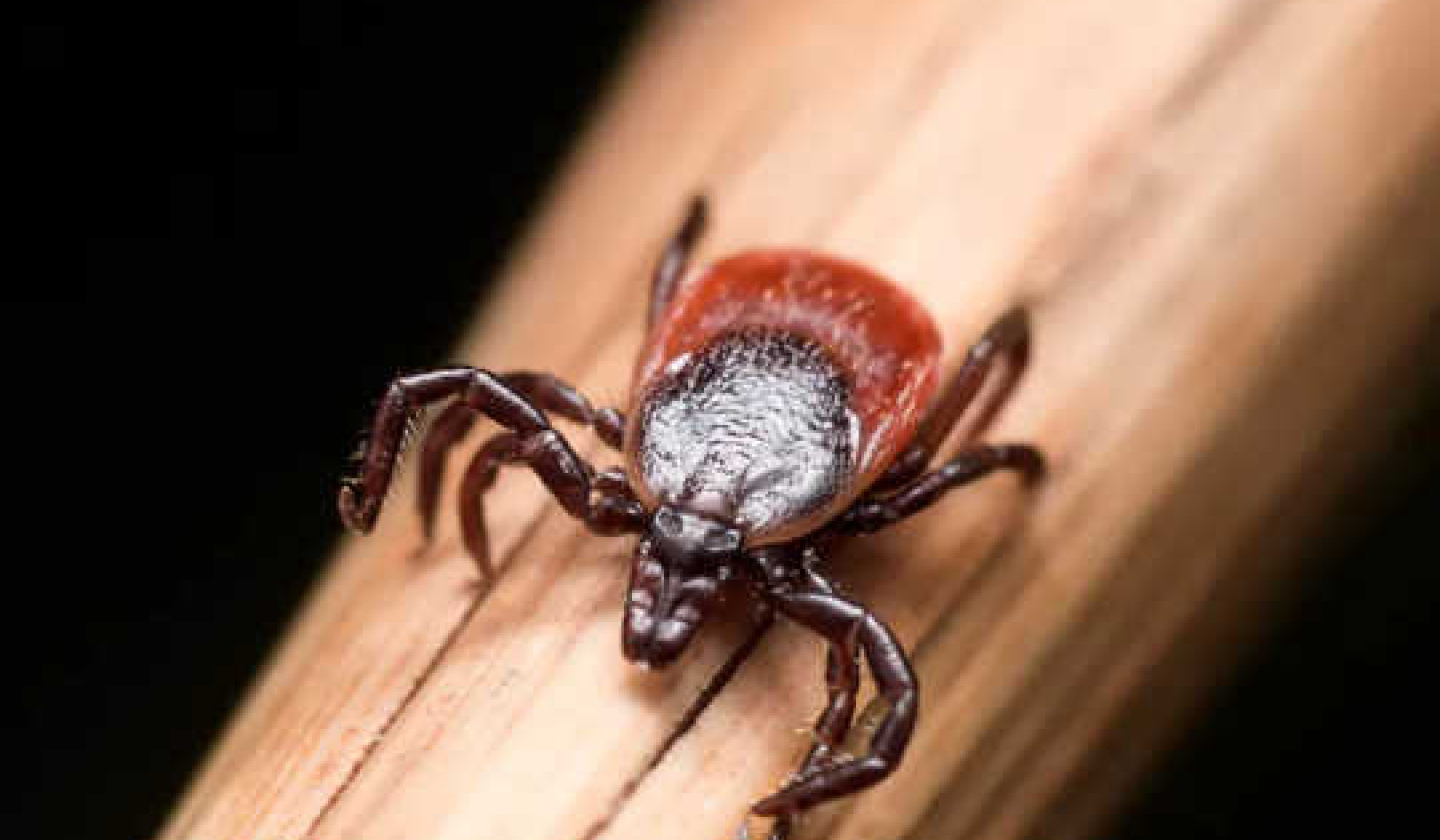 The Countdown To Peak Tick Season Is Here