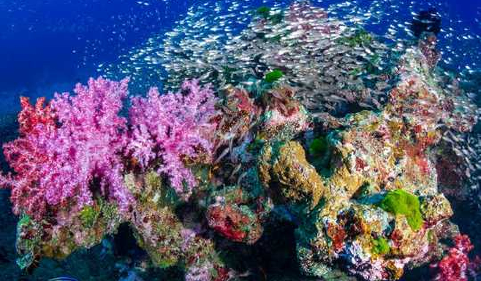 Can An Underwater Soundtrack Really Bring Coral Reefs Back To Life?