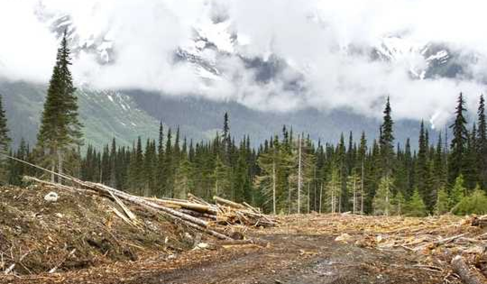 How Forest Loss Has Changed Biodiversity Across The Globe Over The Last 150 Years