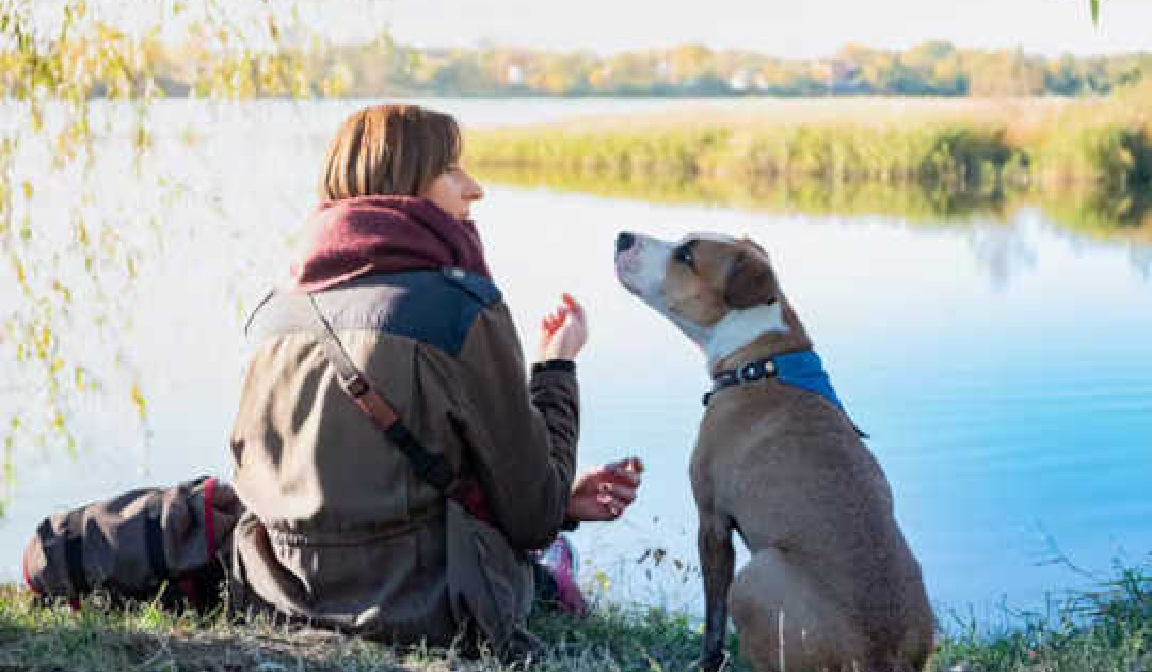 Can Your Dog Understand What You’re Saying?