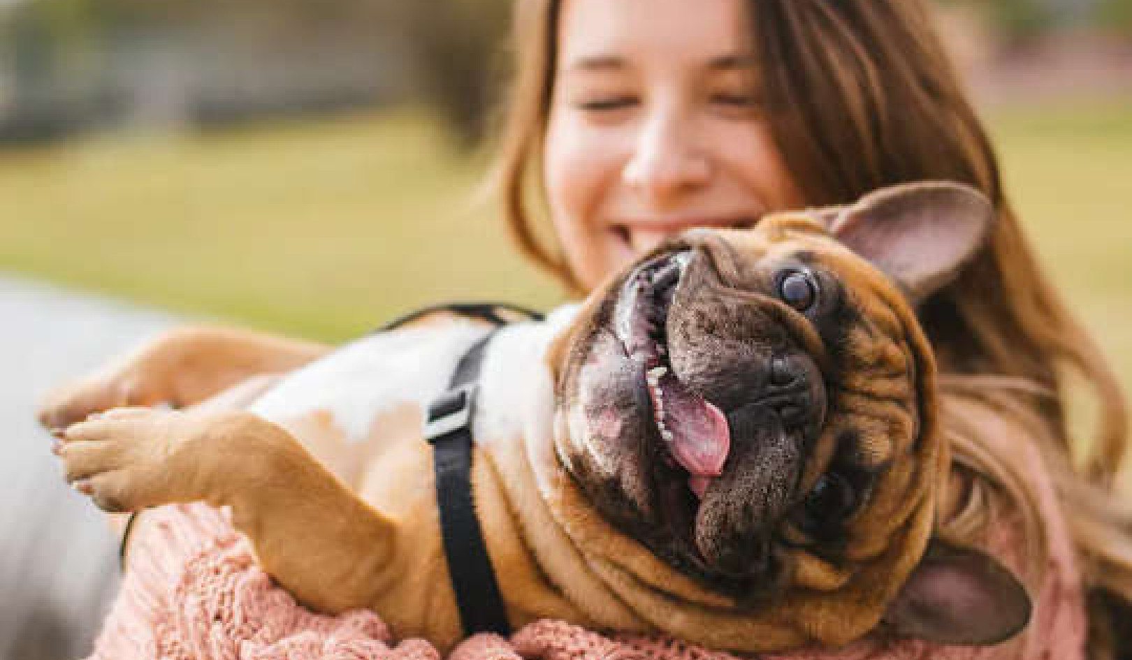 Are Pandemic Puppies A Canine Crisis Or A Happy Household?