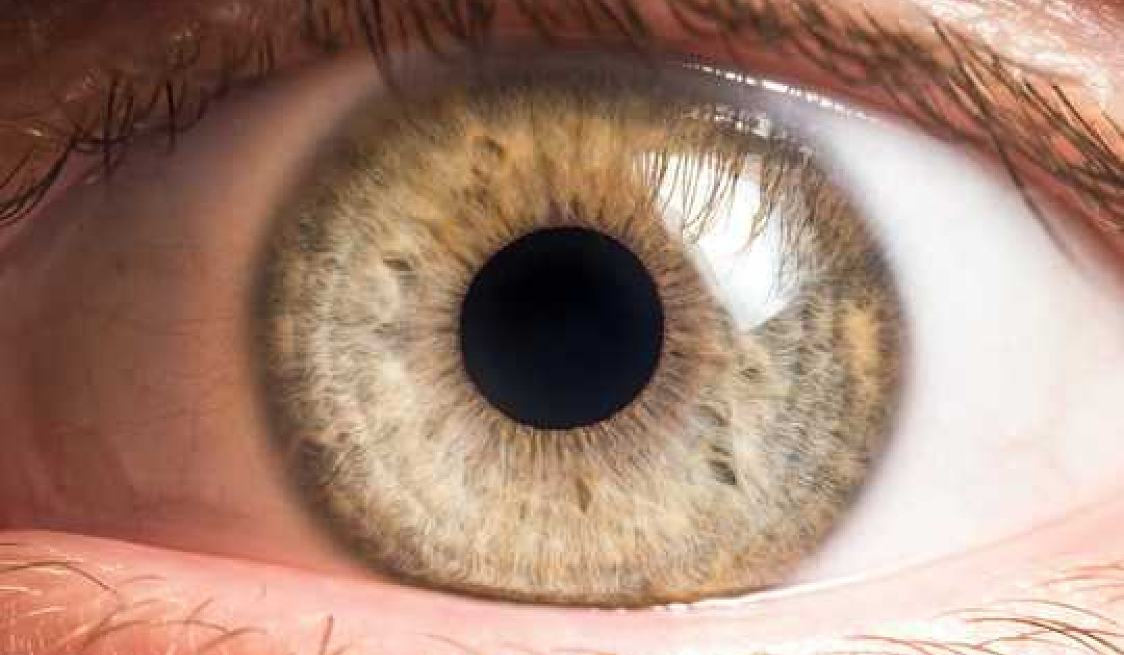 Bacteria Live On Our Eyeballs And Understanding Their Role Could Help Treat Common Eye Diseases