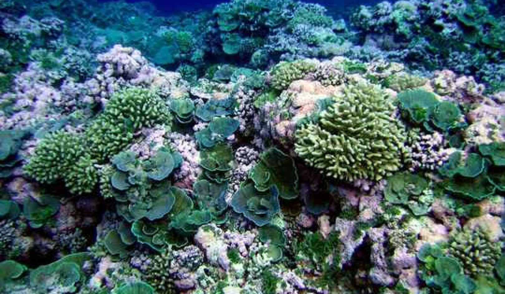 Biodiversity Helps Coral Reefs Thrive – And Could Be Part Of Strategies To Save Them