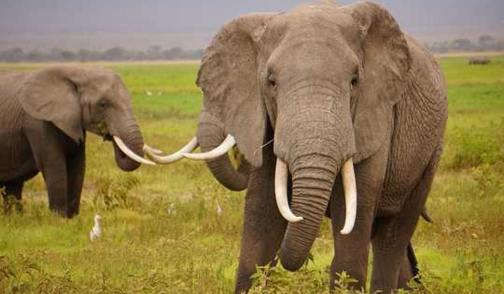 How Did Elephants Evolve Such A Large Brain? Climate Change Is Part Of The Answer