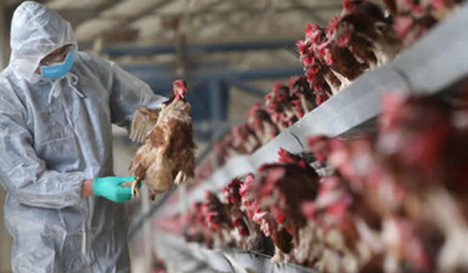 H5N1: The Global Threat You Need to Know About