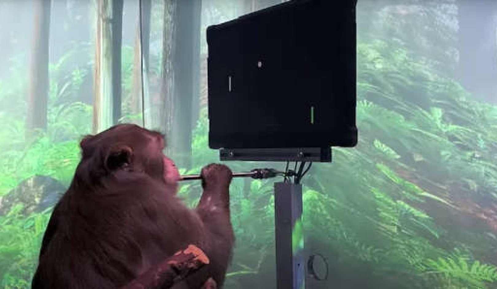 Holy Cow, Oh...... I Mean Monkey, Pager Can Play Pong With His Mind