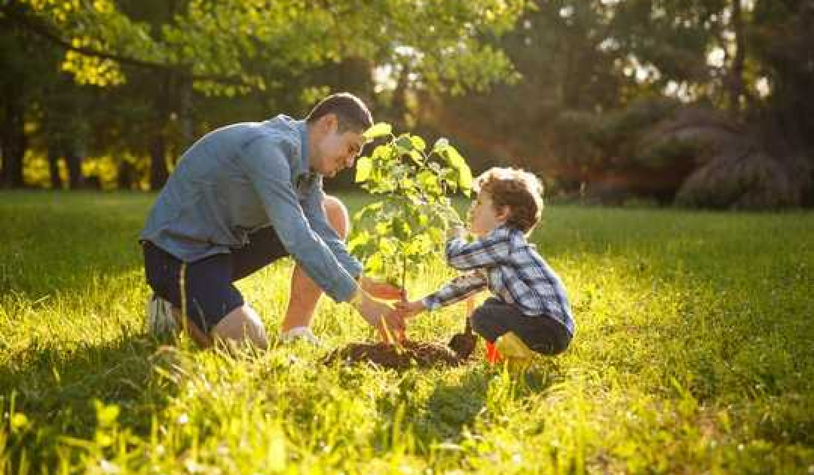 Here Are 5 Practical Ways Trees Can Help Us Survive Climate Change