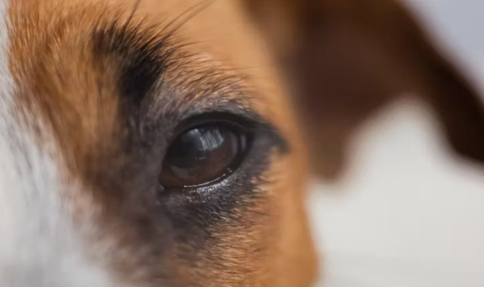 How Gazing at Your Dog Connects Your Brains