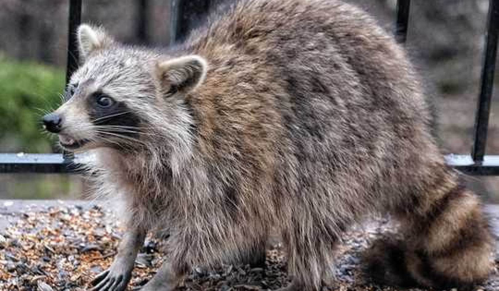 How To Handle Raccoons, Snakes And Other Critters In Your Yard