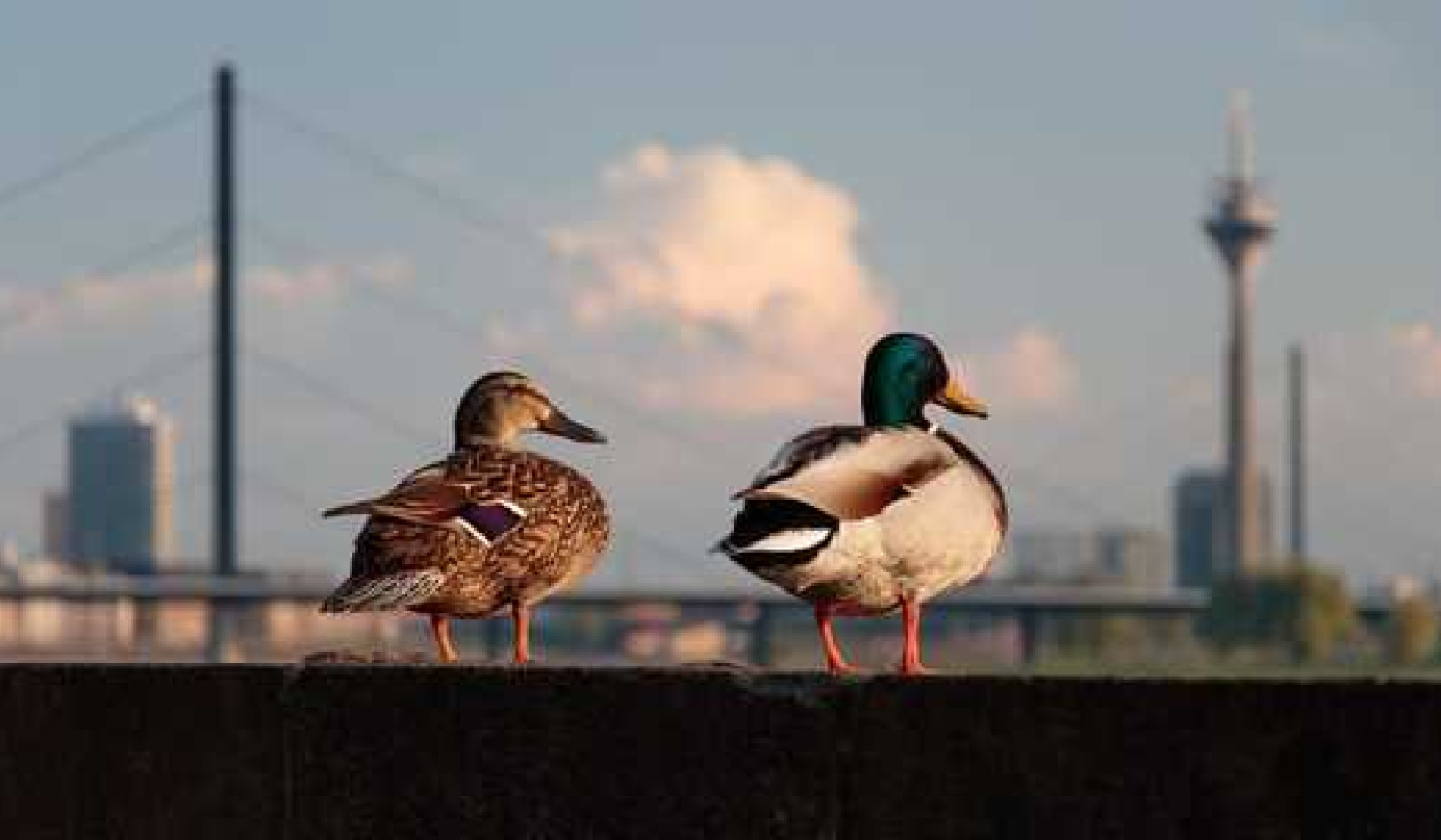 What The Coronavirus Lockdown Could Mean For Urban Wildlife