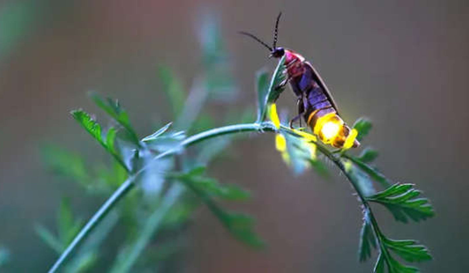 How To Help Fireflies Who Need Dark Nights for their Summer Light Shows