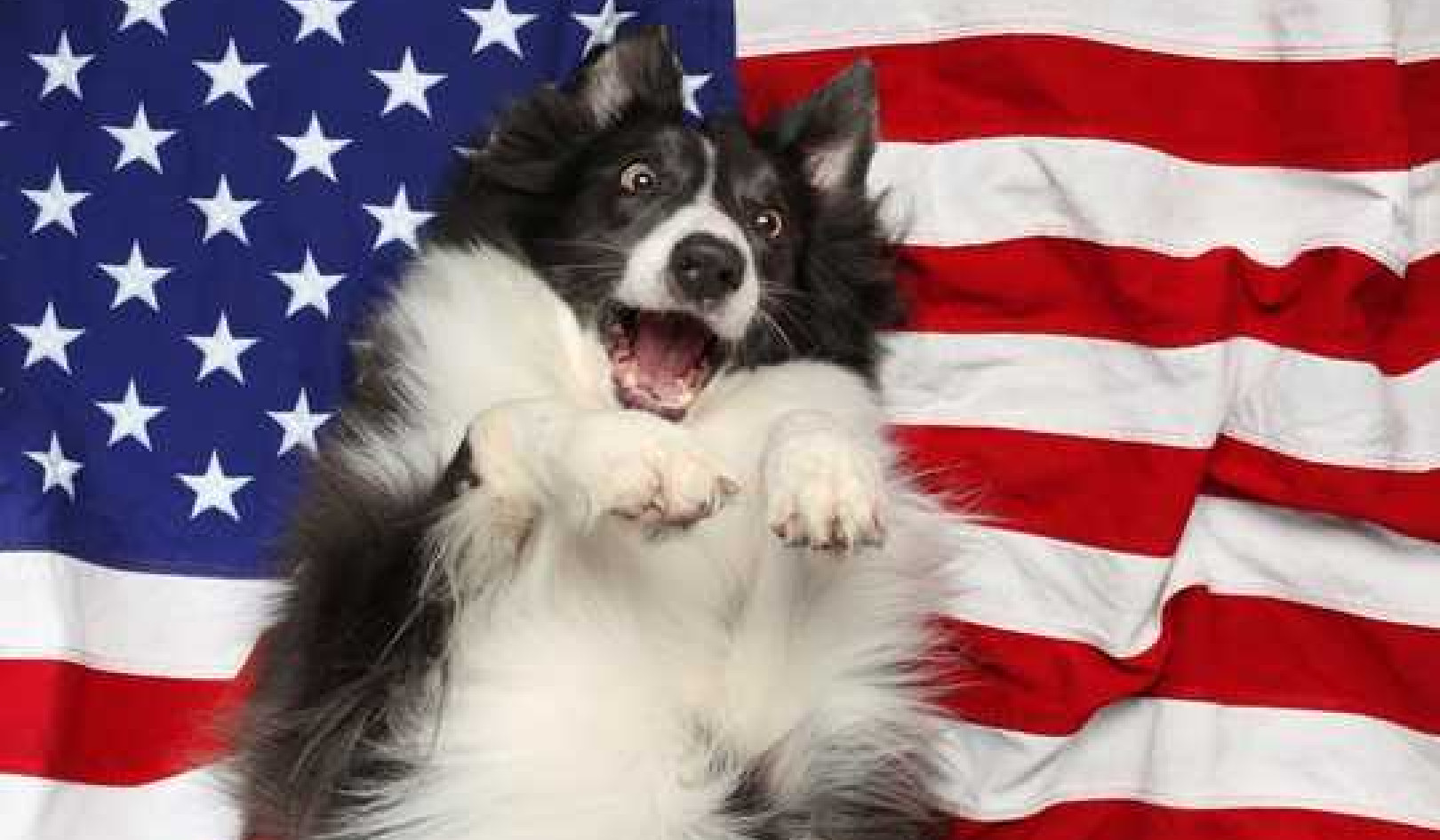 Every Dog Has Its Day, But It's Not The Fourth Of July