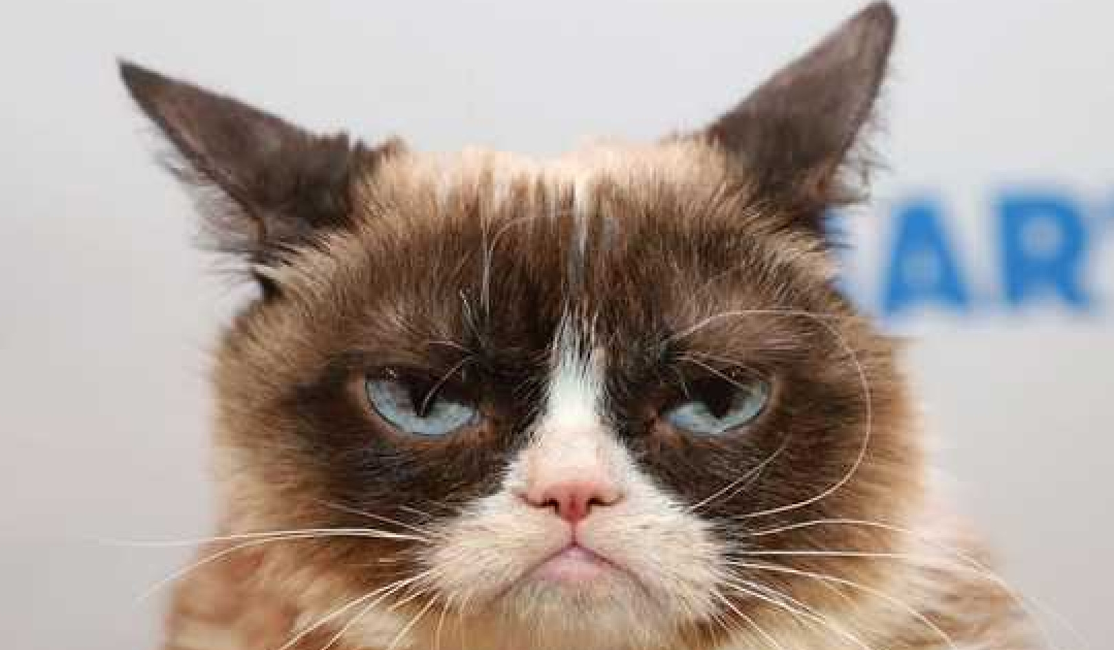 Is Your Cat In Pain? How Its Facial Expression Could Hold A Clue