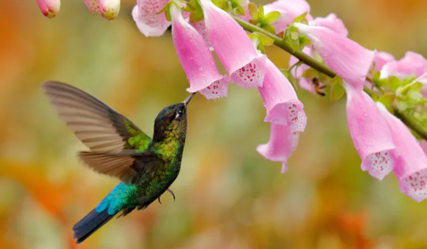 How Colonialism Transformed Foxgloves and Why Hummingbirds Might Be The Reason