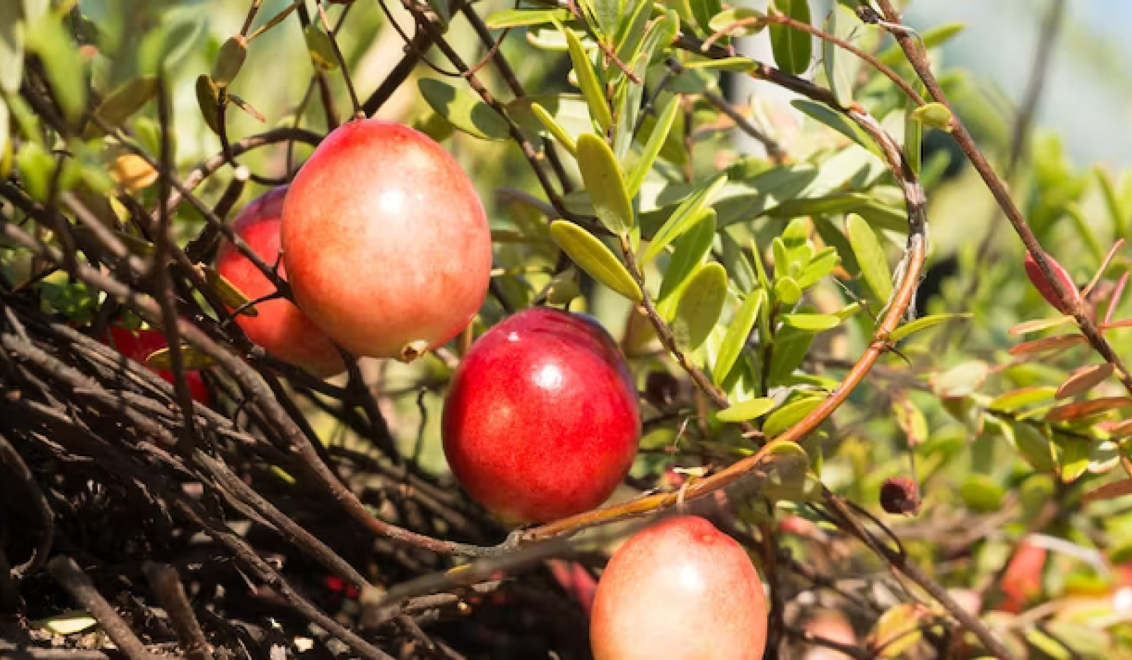 The Magic of Cranberries: They Bounce, Float and Self-Pollinate