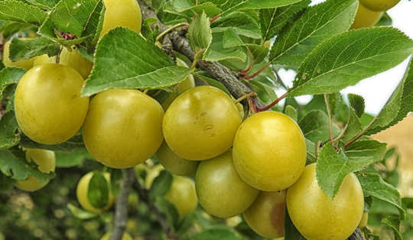 The Kakadu Plum Is An International Superfood Thousands Of Years In The Making