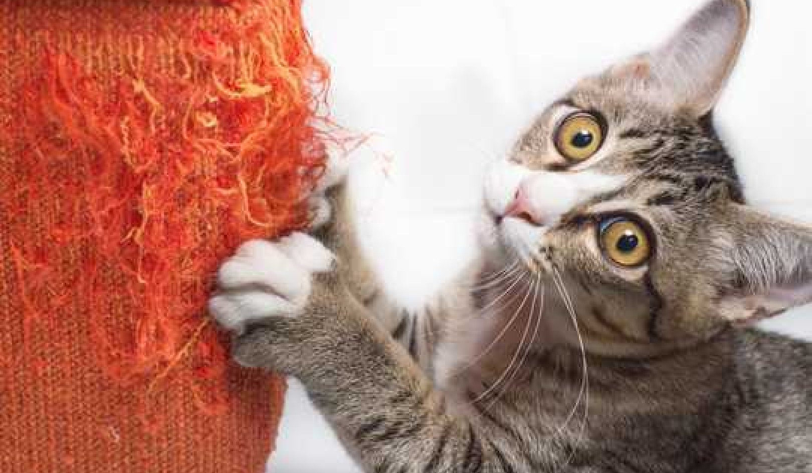 How Are Cats Declawed, and Is It Painful?