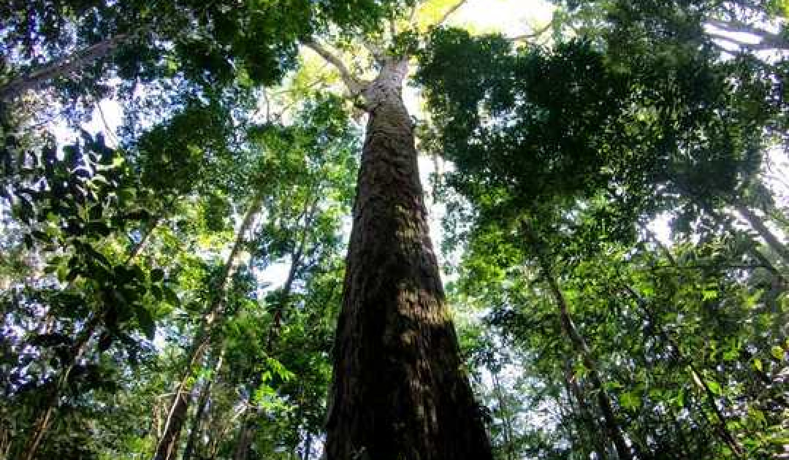 The Amazon's Tallest Tree Just Got 50% Taller – and Scientists Don't Know How