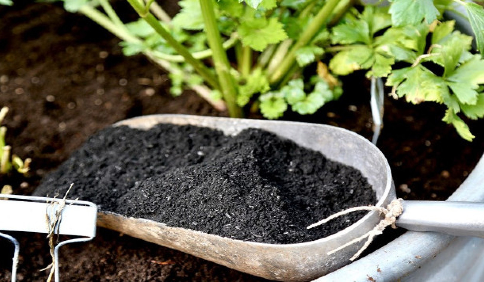 Ancient Wisdom for Modern Gardens: The Biochar Advantage