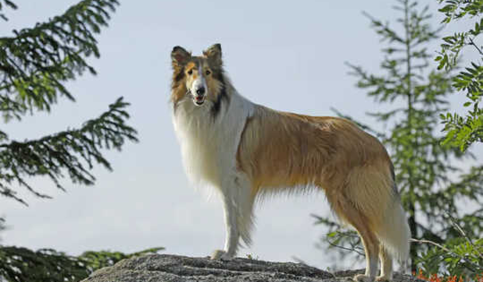 Lassie Come Home (Again): Remake Is A Reminder Of Our Bond With Pets