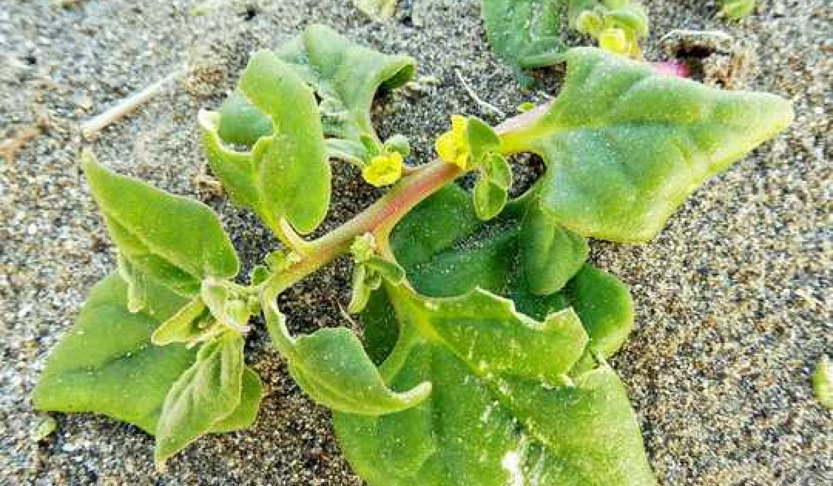 Warrigal Greens Are Tasty, Salty, And Covered In Tiny Balloon-like Hairs