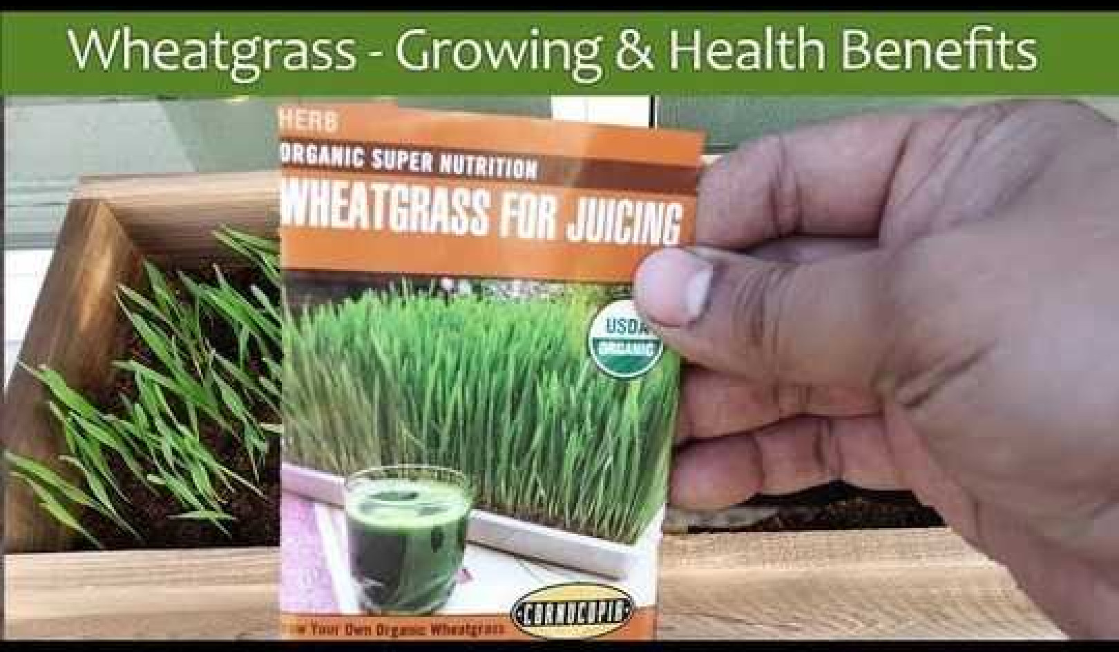 Wheatgrass Health Benefits & Wheat Grass Growing Guide