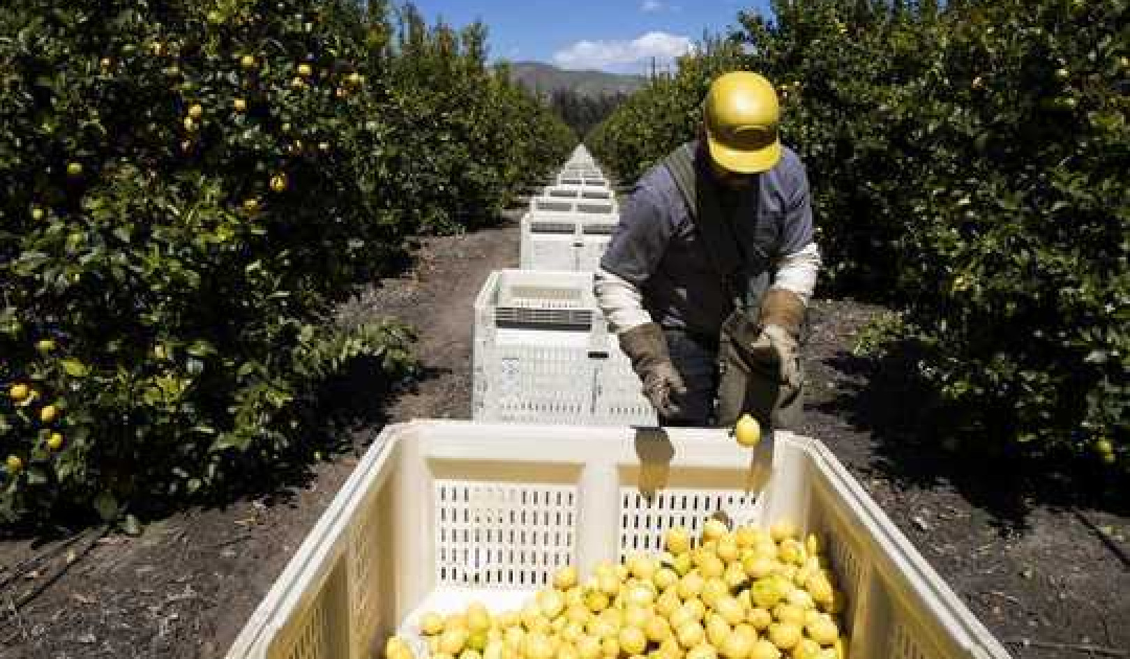 How Coronavirus Threatens The Seasonal Farmworkers At The Heart Of The Food Supply