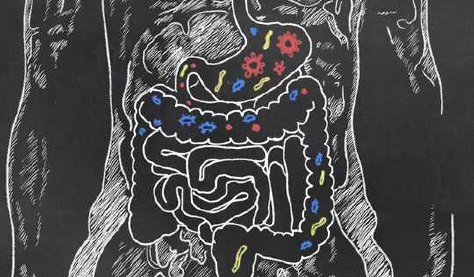 What Are Probiotics and How Might You Benefit From Them?