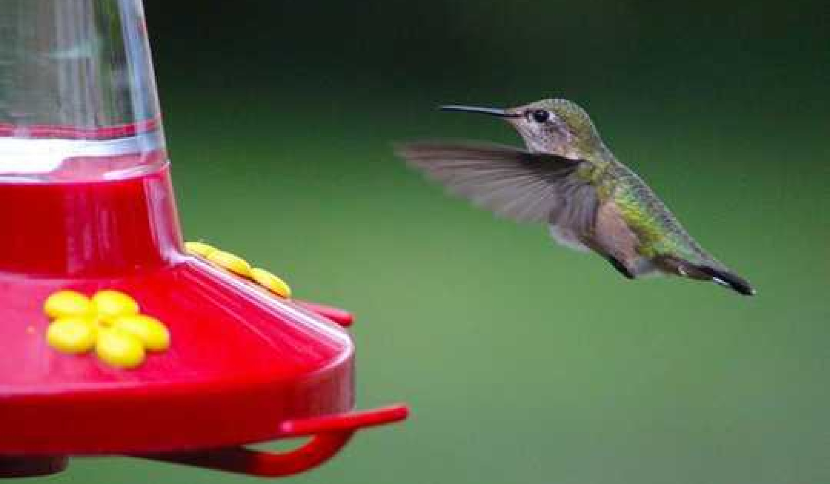 Why Don't Hummingbirds Get Fat Or Sick From Drinking Sugary Nectar?