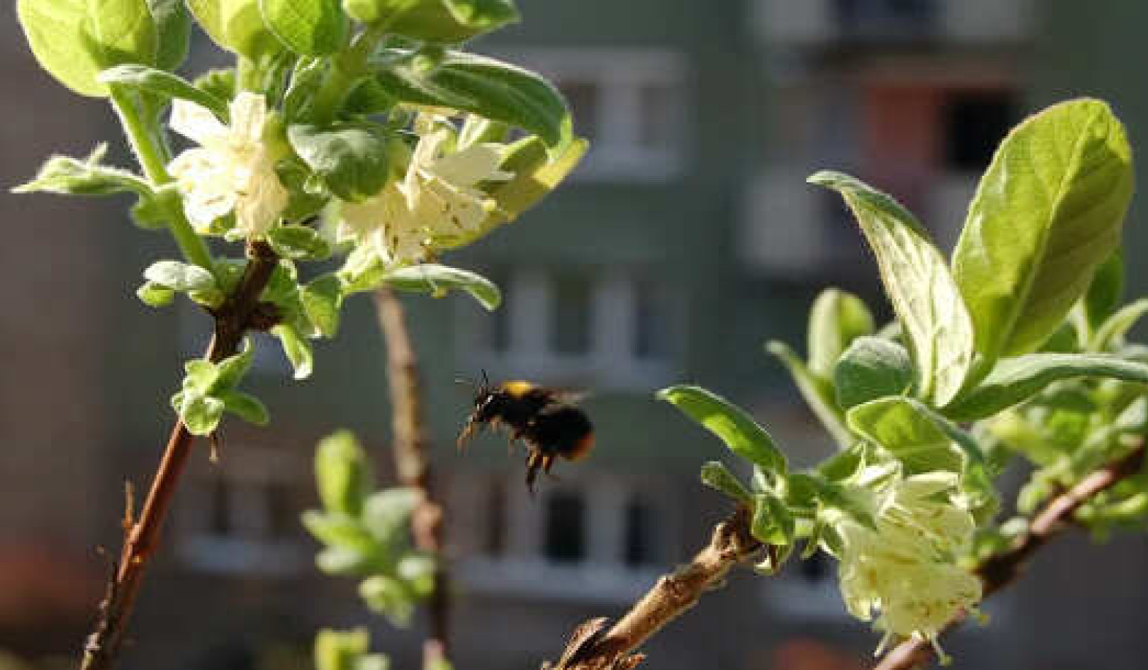 How Gardeners Are Crucial For Conserving Bees and Butterflies – And How You Can Help Them