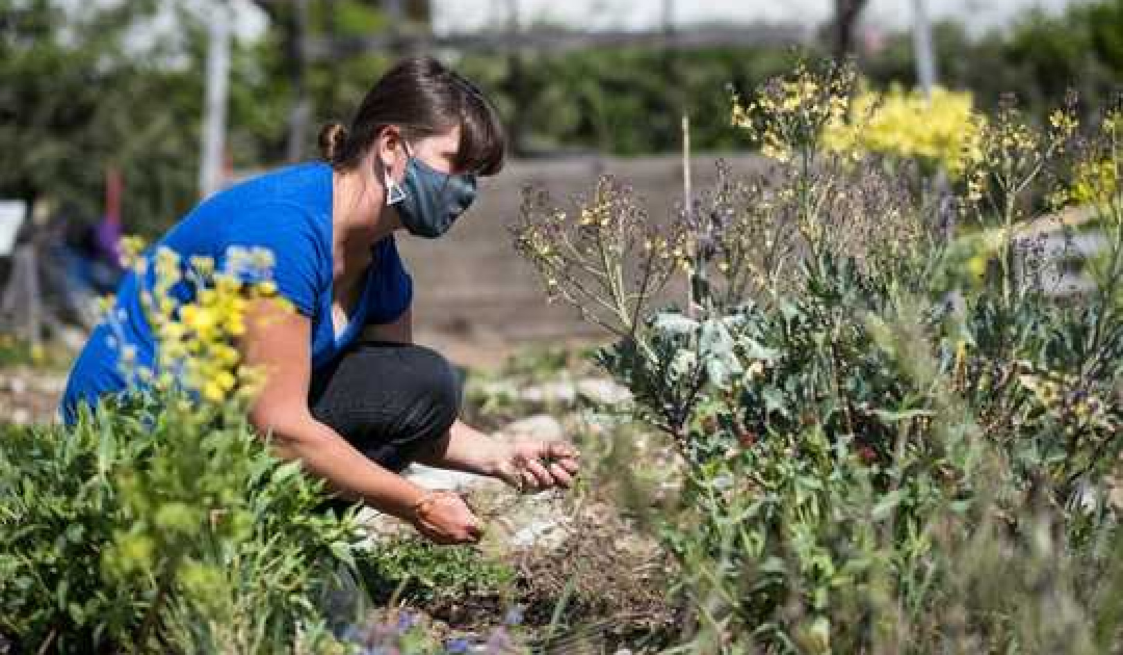 The Impulse To Garden In Hard Times Has Deep Roots