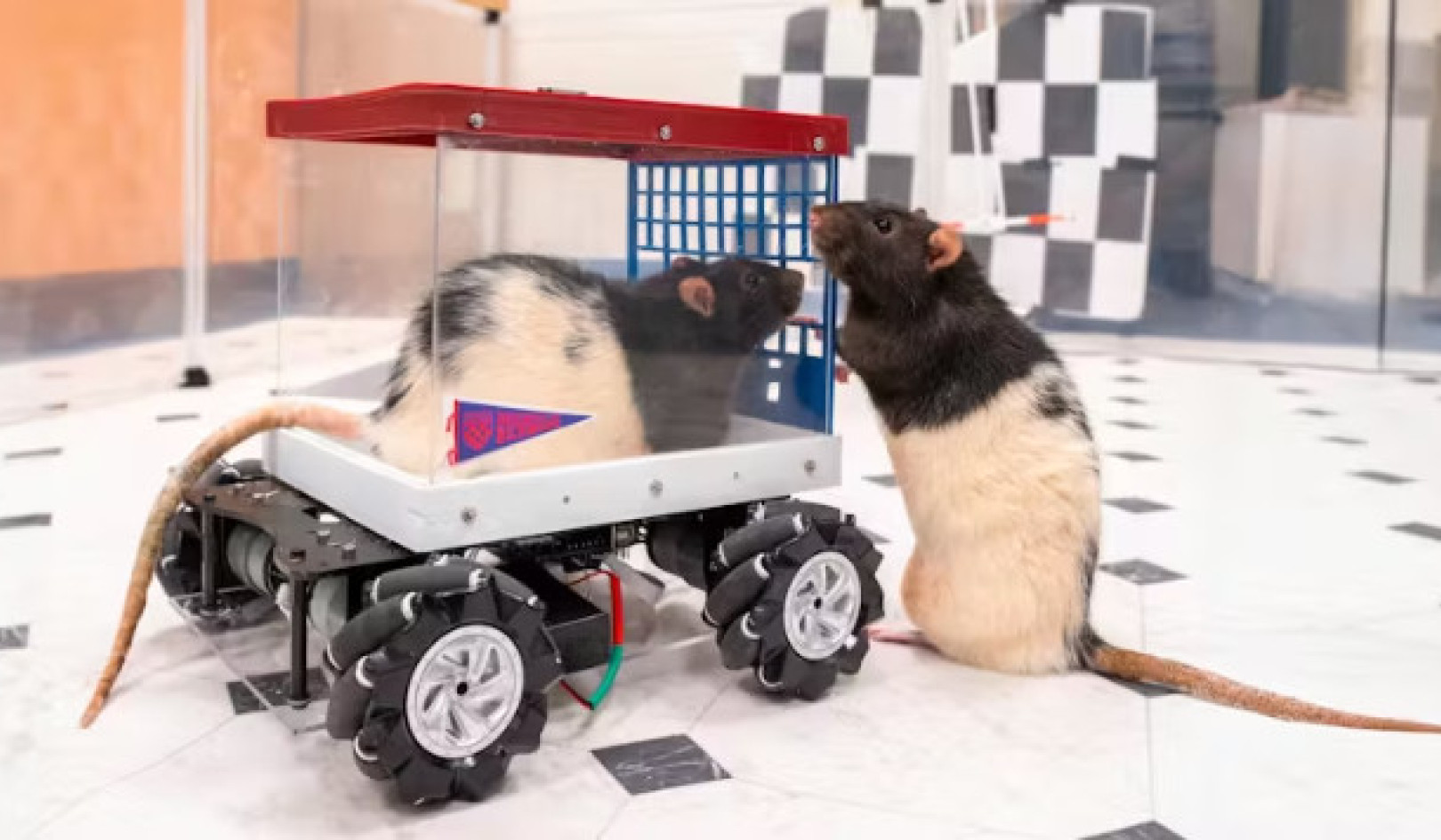 How Driving Rats Teach Us About Joy and Anticipation