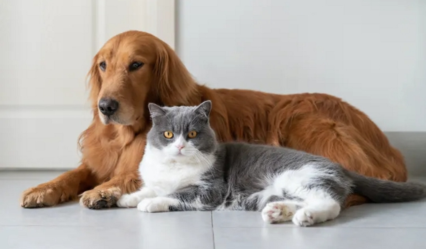 Cats Don't Avoid Strangers Who Behave Badly Towards Their Owners Like Dogs Do