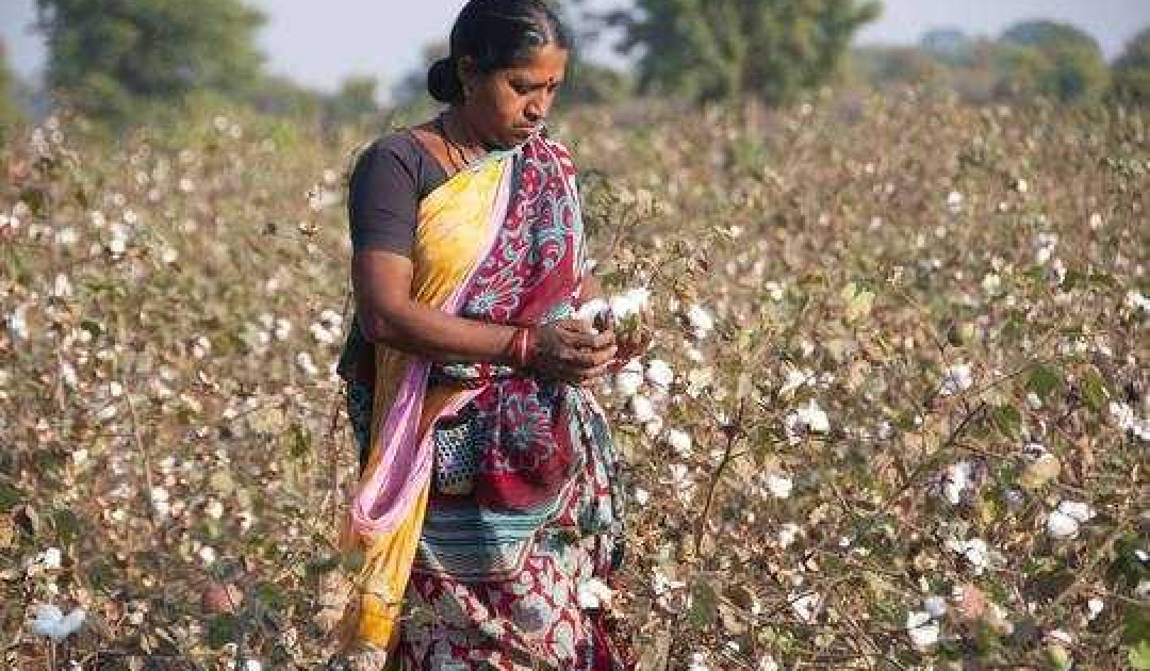 It Would Cost You 20 Cents More Per T-shirt To Pay An Indian Worker A Living Wage