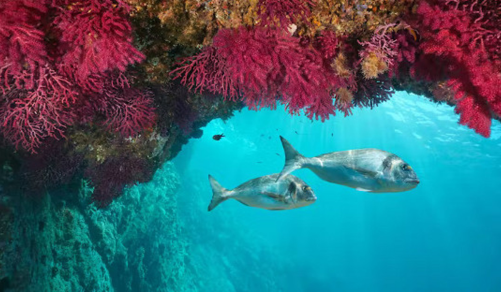 The Mediterranean Heatwaves Could Devastate Marine Life