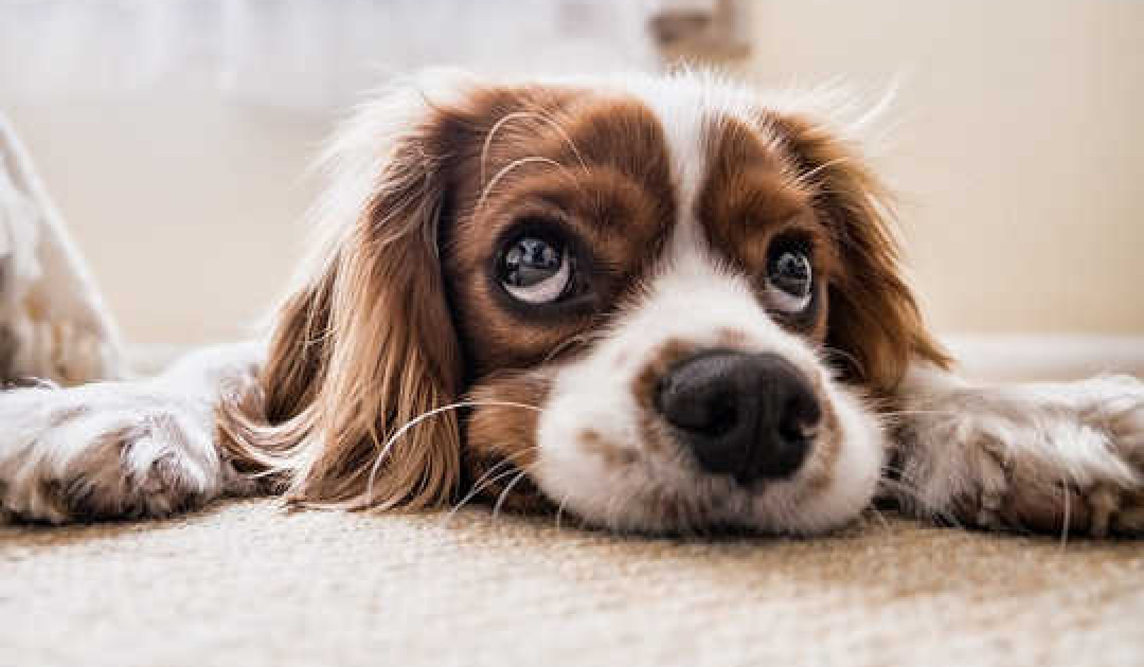 Interspecies Bond: Animal Connection and Healing Technique