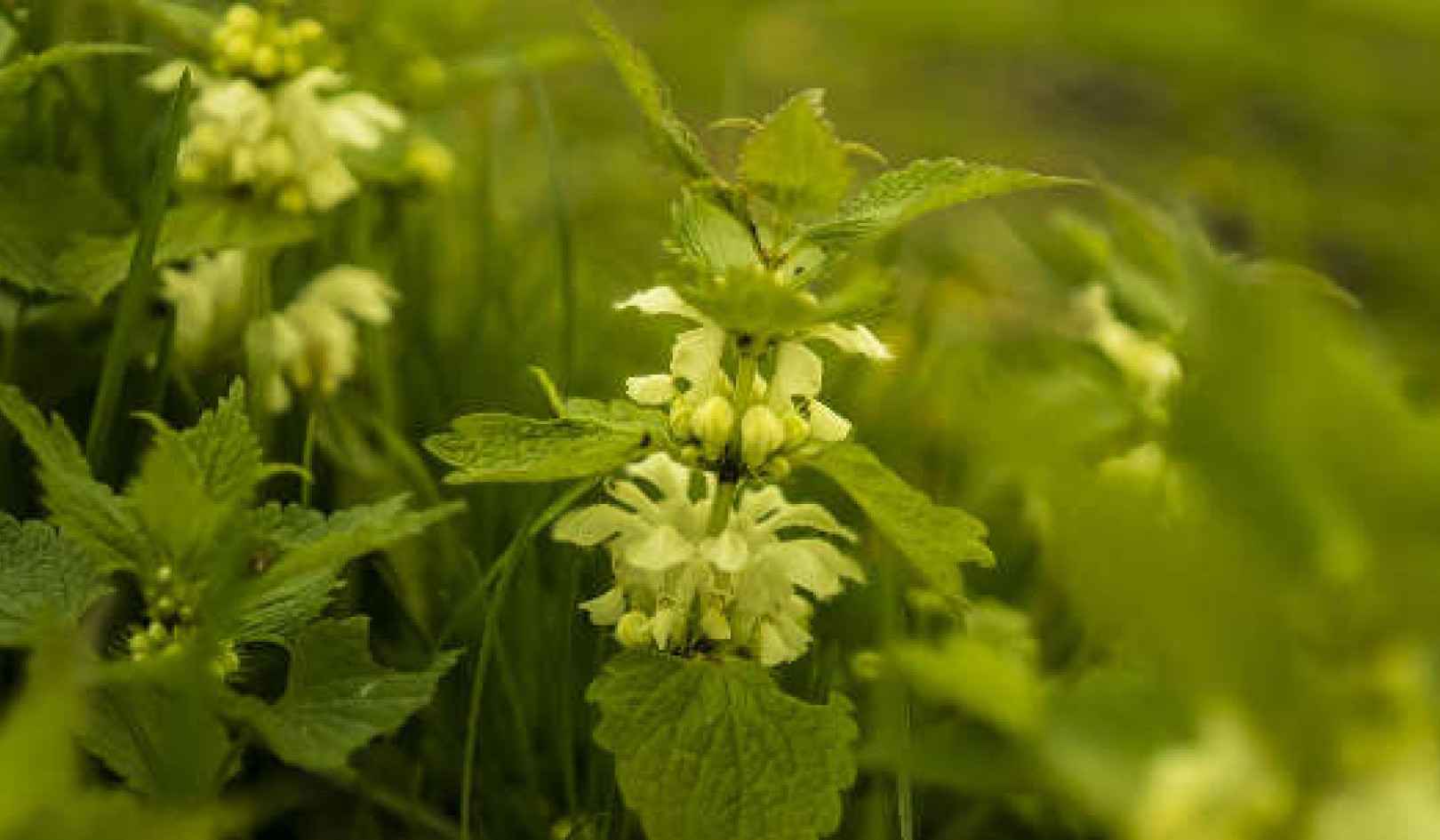 Have You Talked to the Weeds in Your Garden Lately?