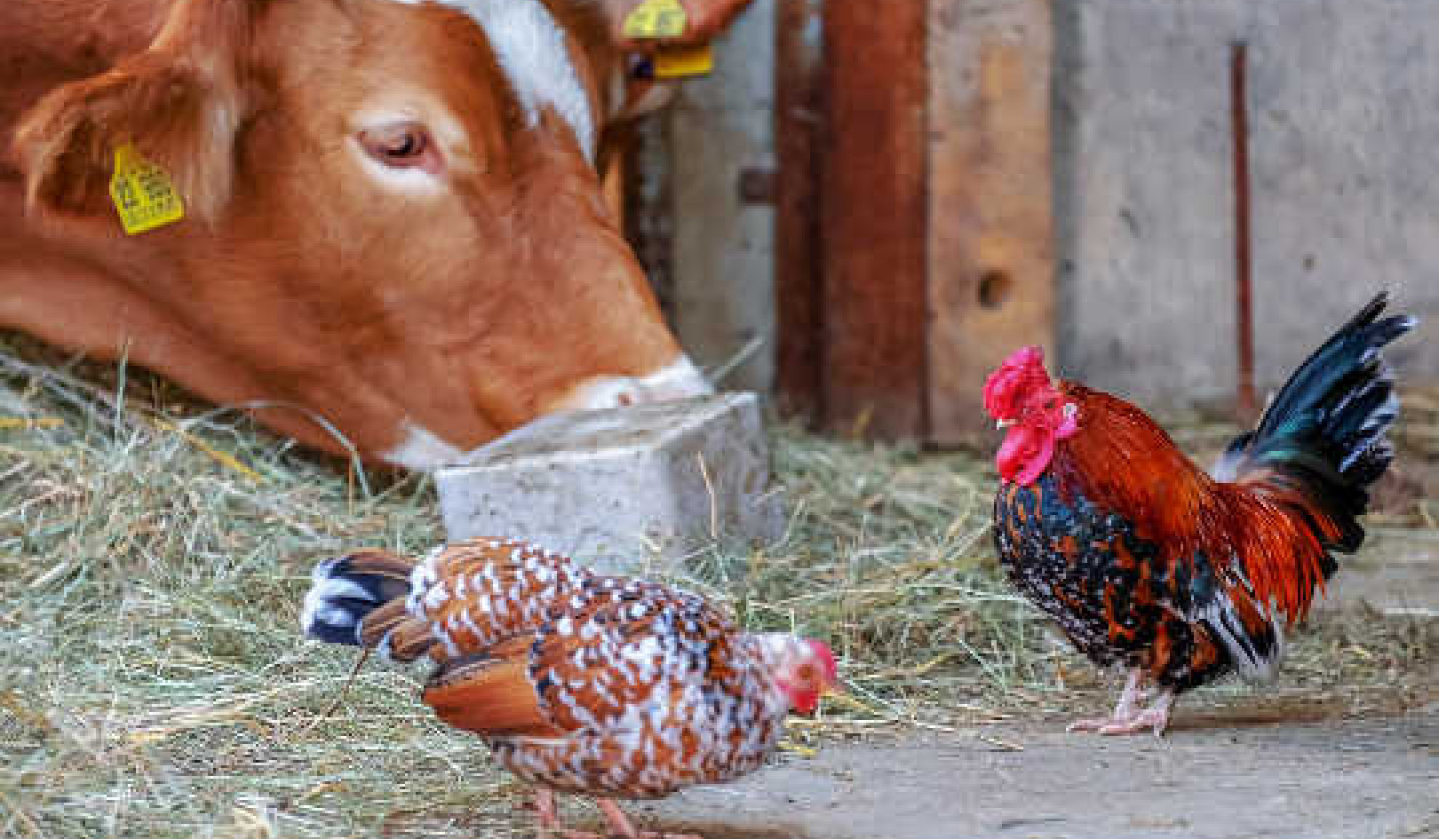 Why Pushing Chicken Doesn’t Get People To Eat Less Beef