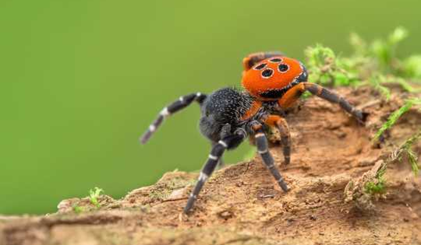 Spiders Are Threatened By Climate Change – And Even The Biggest Arachnophobes Should Be Worried