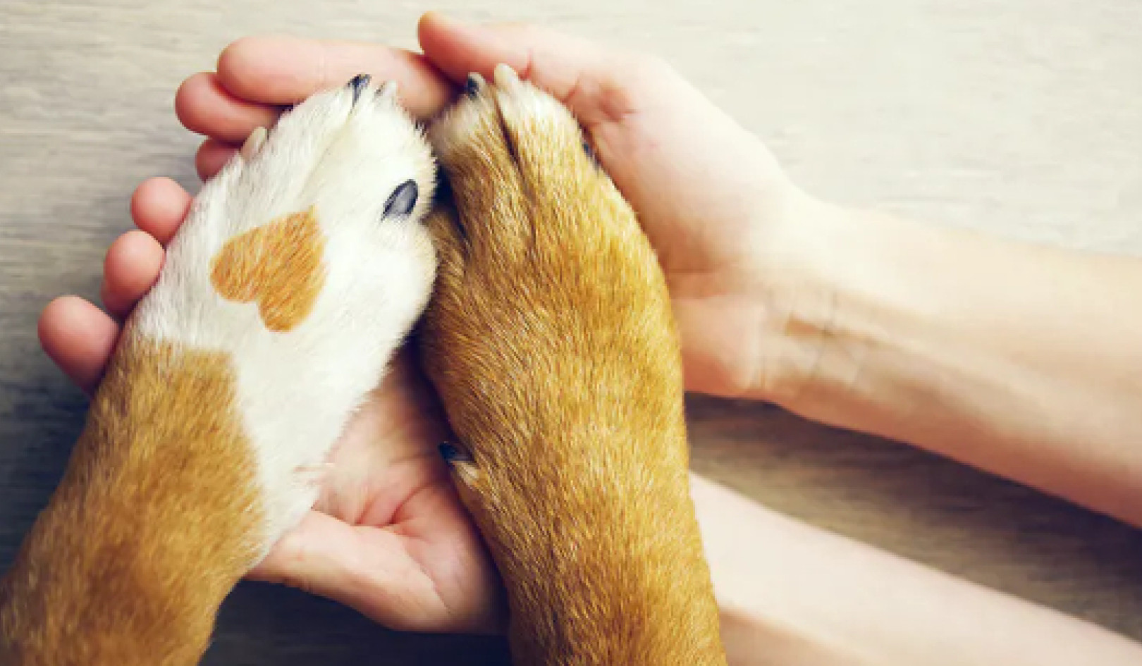 Paw Hygiene Is No Reason To Ban Assistance Dogs From Hospitals