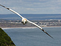 a gannet in flight over the ocean