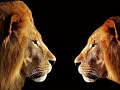 two lions calmly facing each other