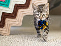 A cat and a dog playing fetch with a ball, showcasing their shared hunting instincts and playful nature.