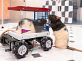 A close-up of a small rat sitting in a miniature car, gripping a lever with its paws, with a small treat visible as a target in the distance, representing the joy of learning and anticipation in action.