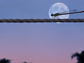 dragonfly in front of a full moon over the water