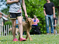 a dog being walked on a leash looking up at his owner