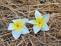 two flowers side by side in a bed of straw