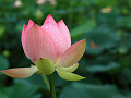 a pink lotus bud starting to bloom open