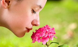 A close-up of a person gently holding a flower near their nose with eyes closed, symbolizing the sense of smell.