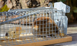 mouse trapped in a cage